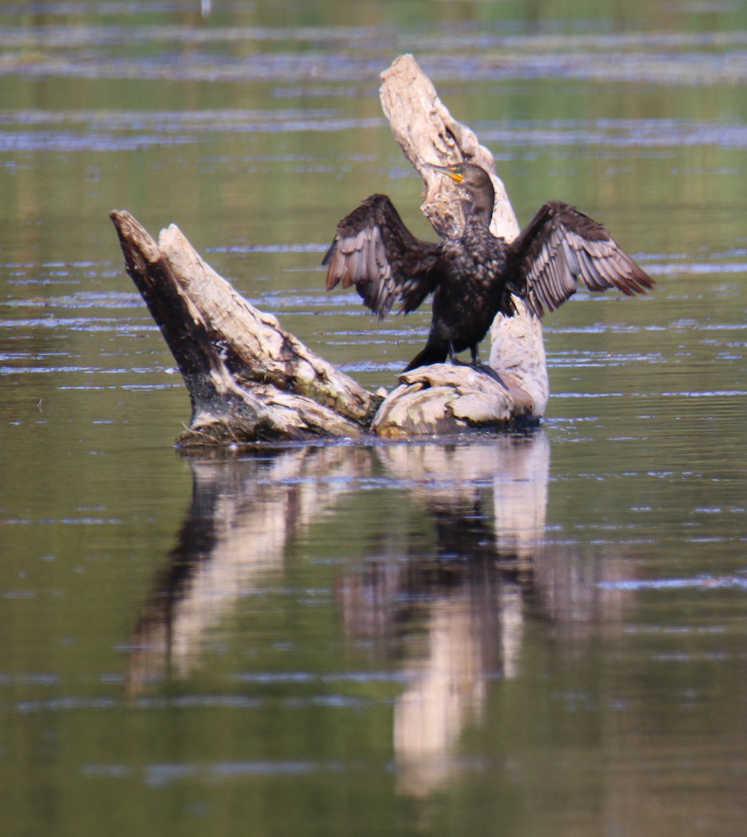 Double-crested Cormorant - ML624595679