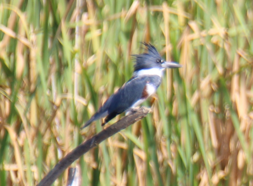 Belted Kingfisher - ML624595691