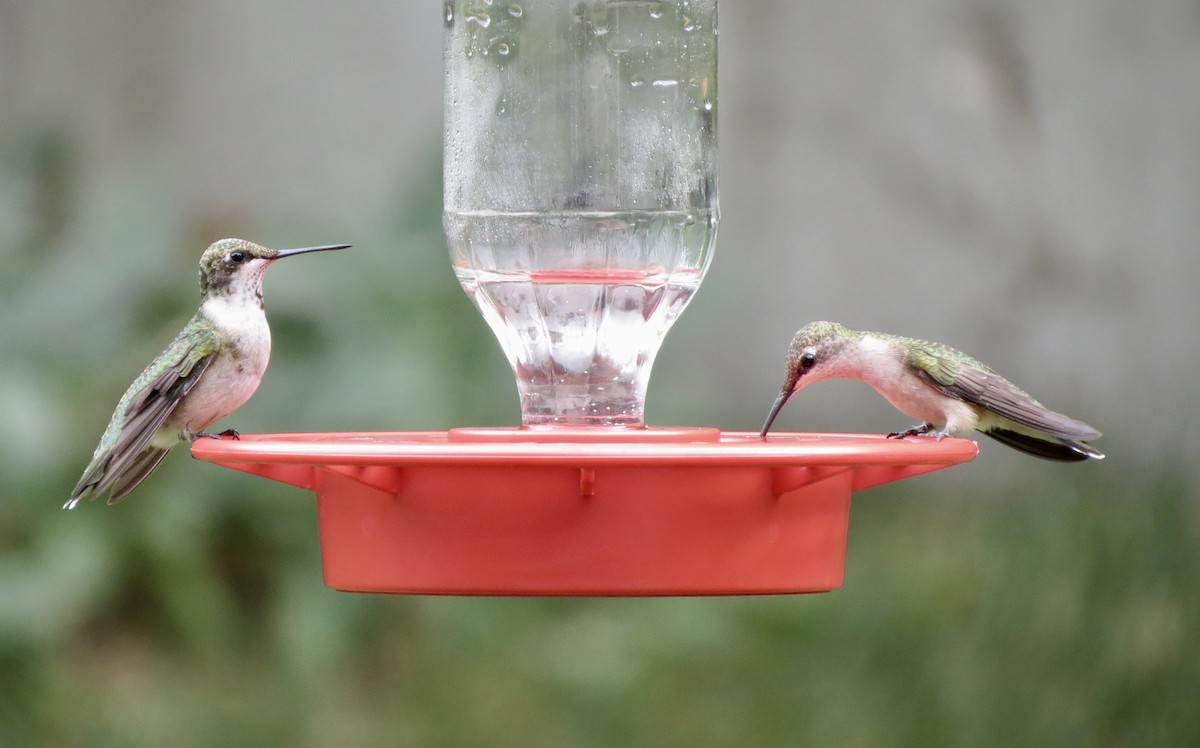 Colibrí Gorjirrubí - ML624595704