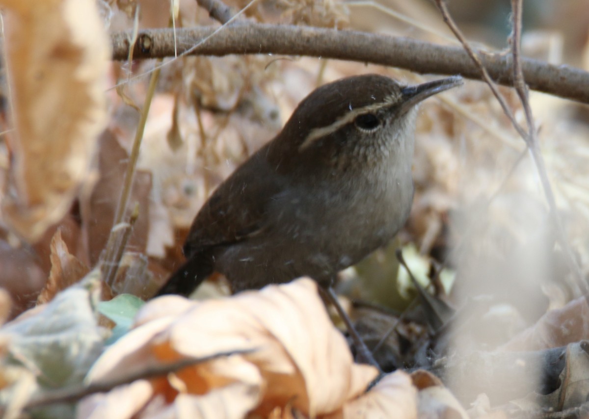 Bewick's Wren - Theresa & Steve Graham
