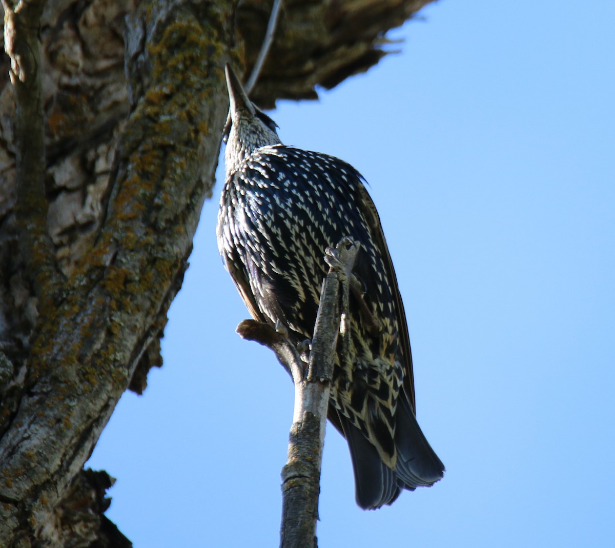 European Starling - ML624595713