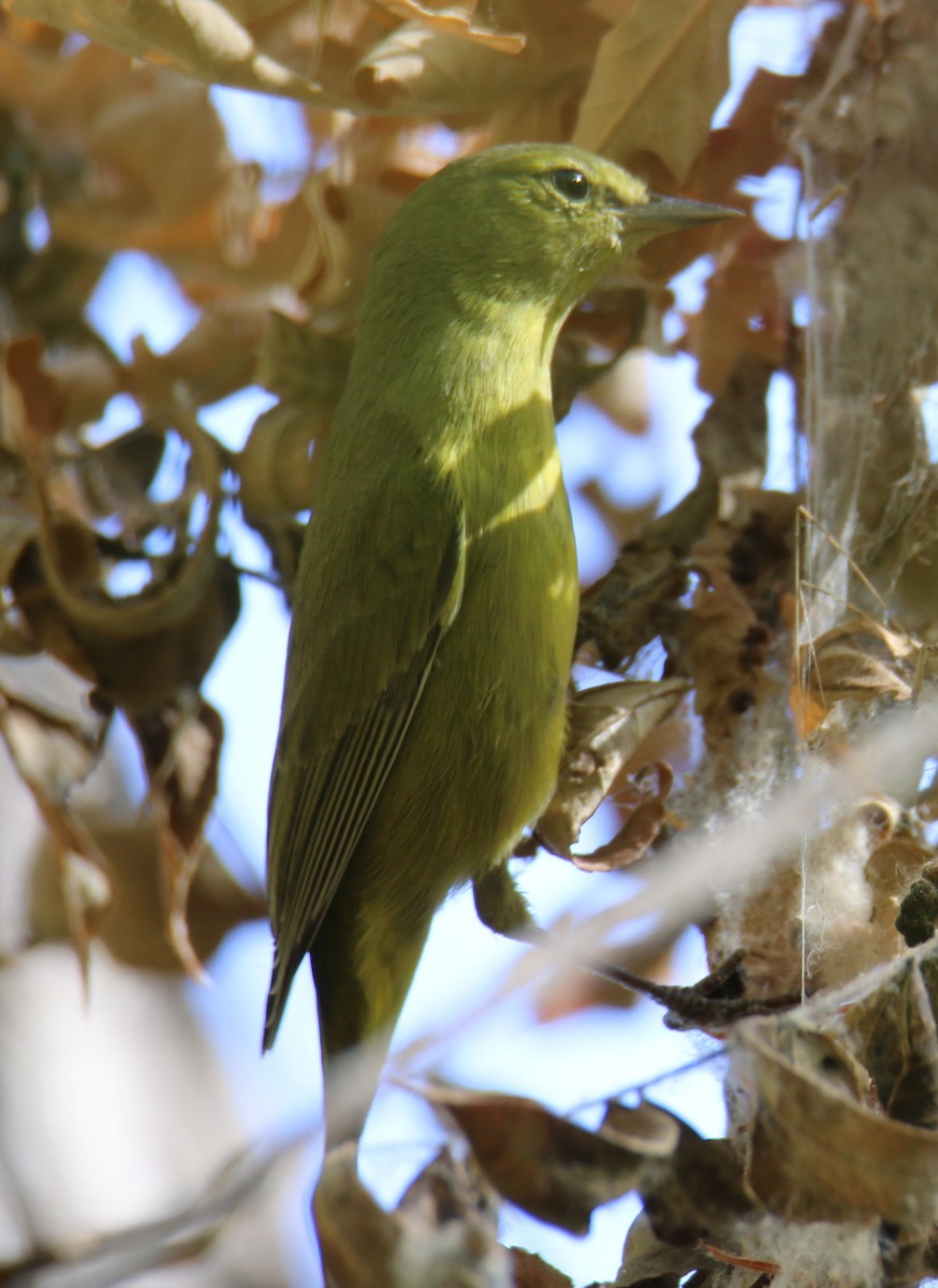Orange-crowned Warbler - ML624595729