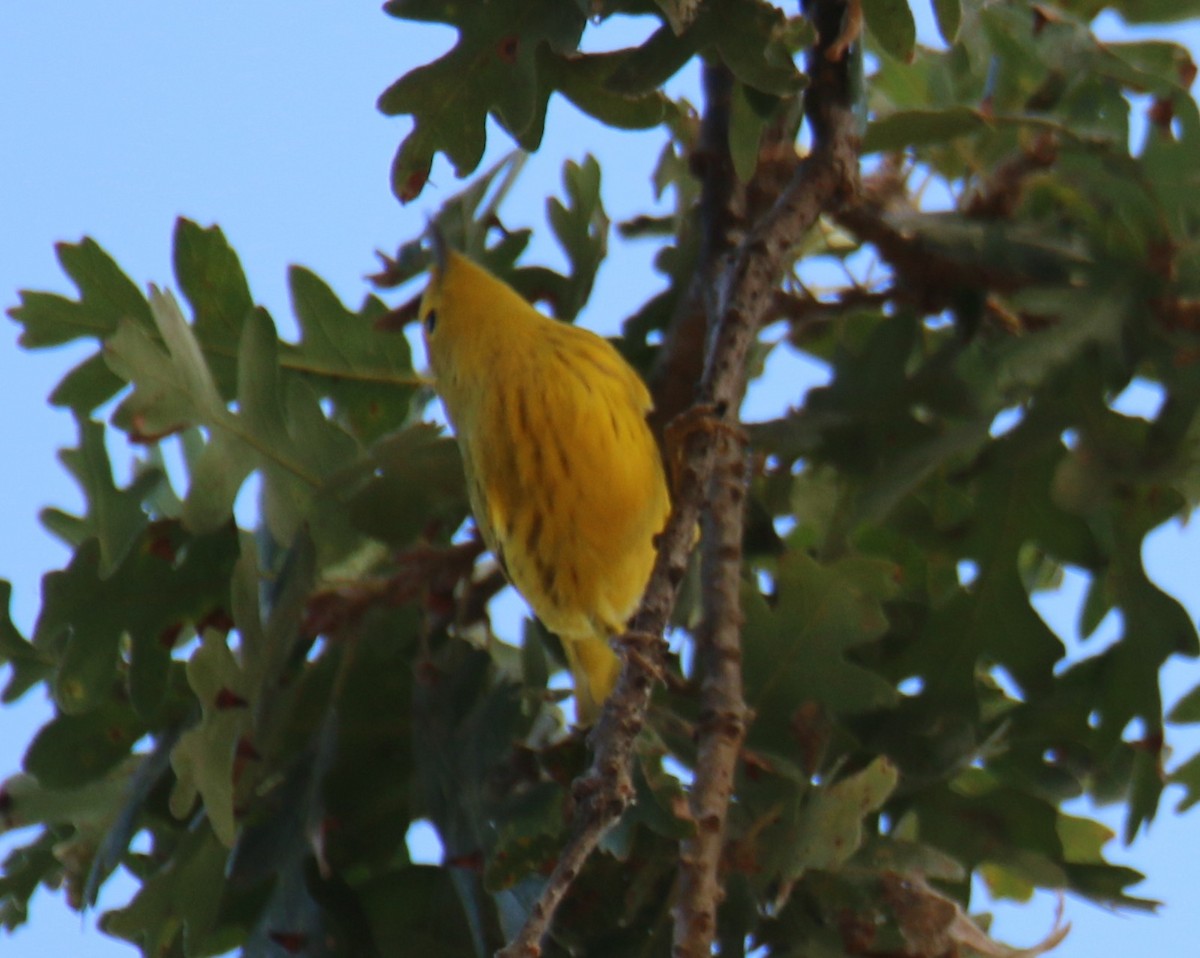 Northern Yellow Warbler - ML624595740