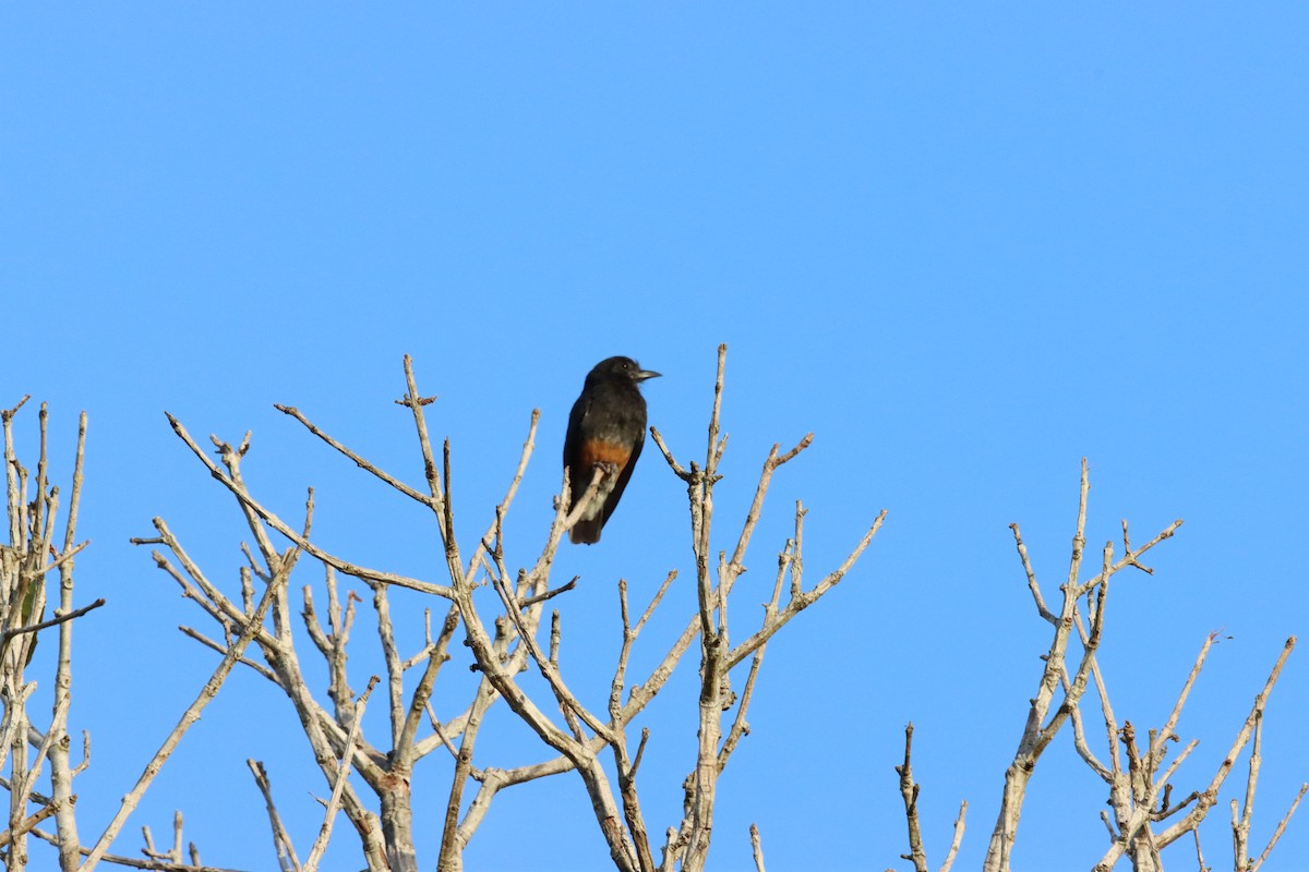 Swallow-winged Puffbird - Henriette de Vries