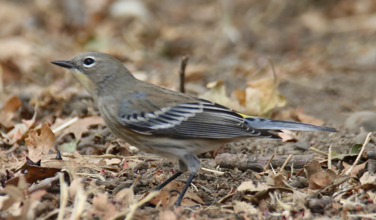 Yellow-rumped Warbler - ML624595744