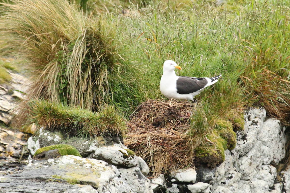 Gaviota Cocinera - ML624595768