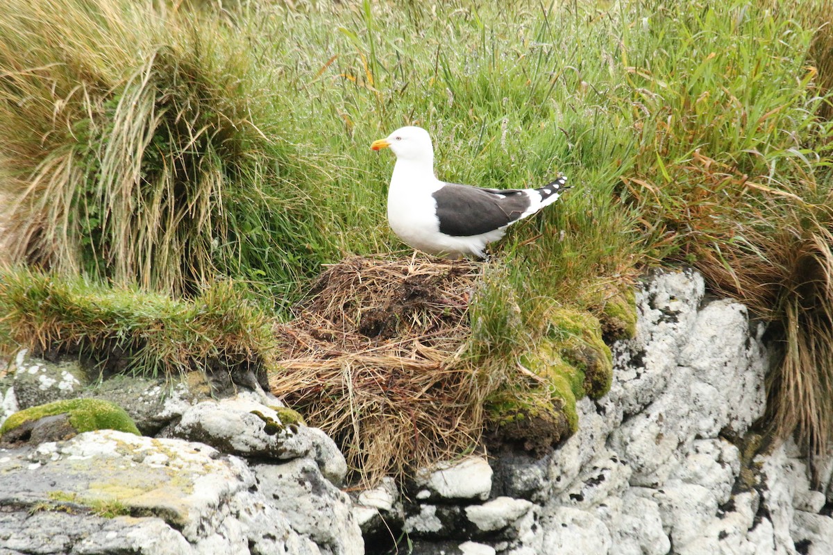 Gaviota Cocinera - ML624595769