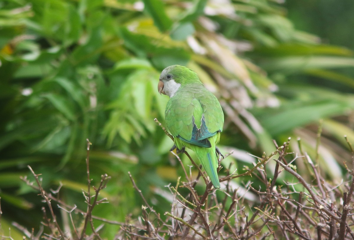 Monk Parakeet - Amy McAndrews