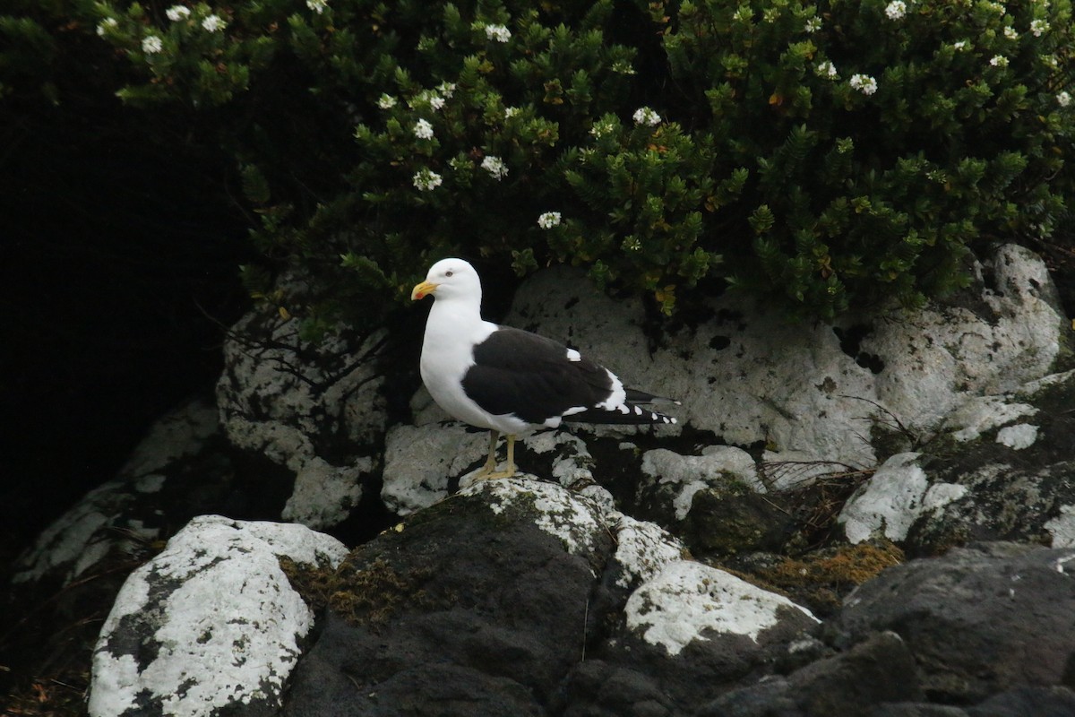 Gaviota Cocinera - ML624595821