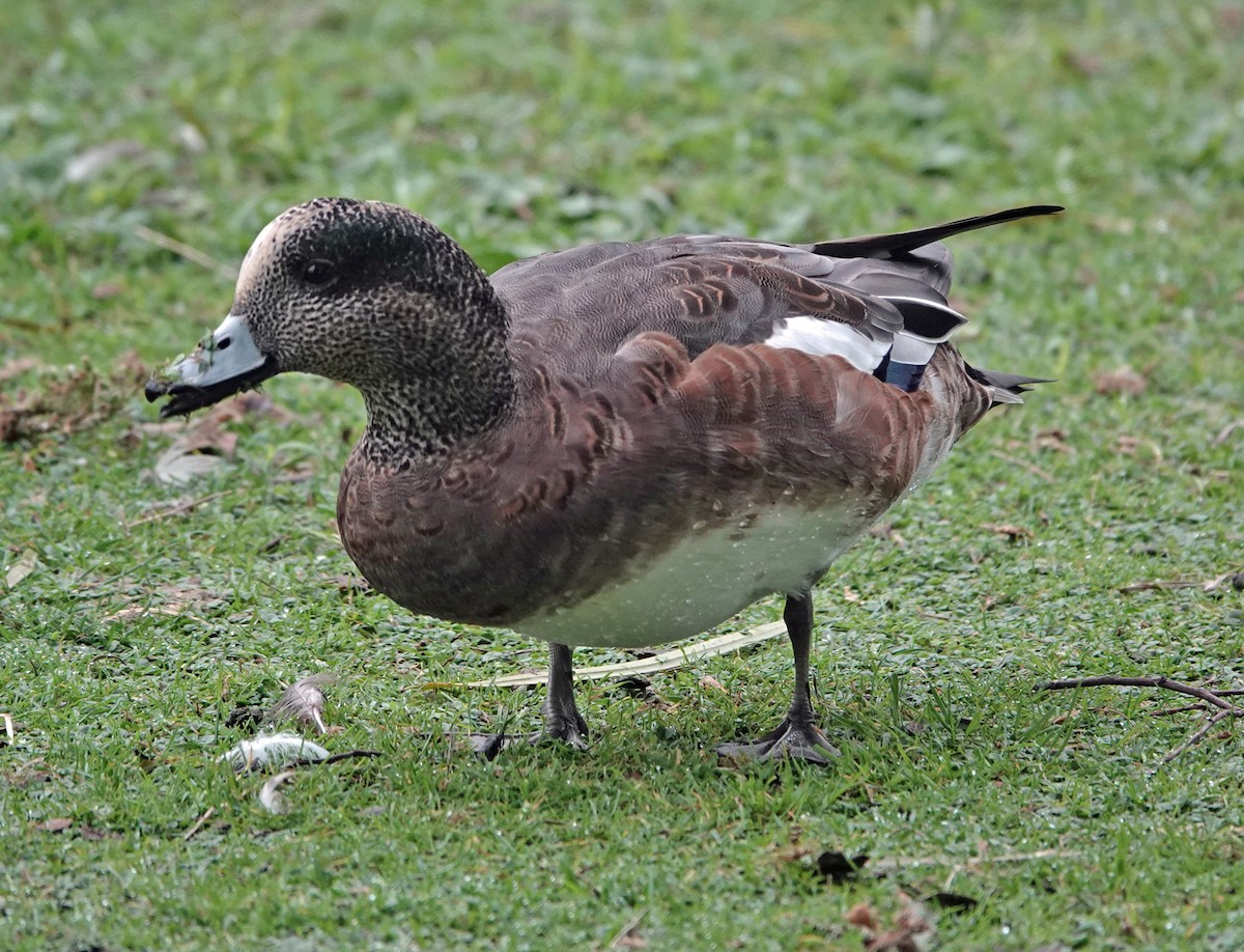 American Wigeon - Linda Thomas