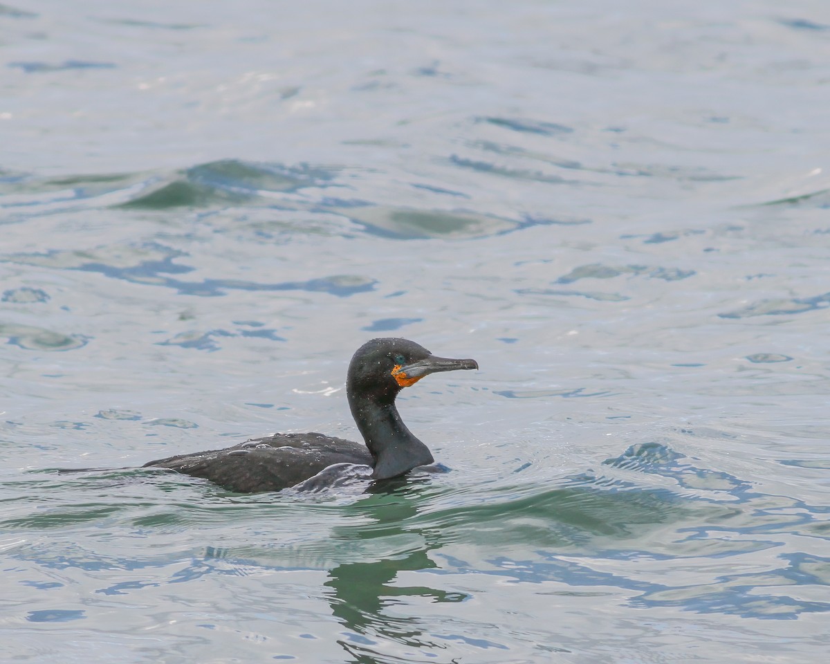 Cape Cormorant - ML624596015