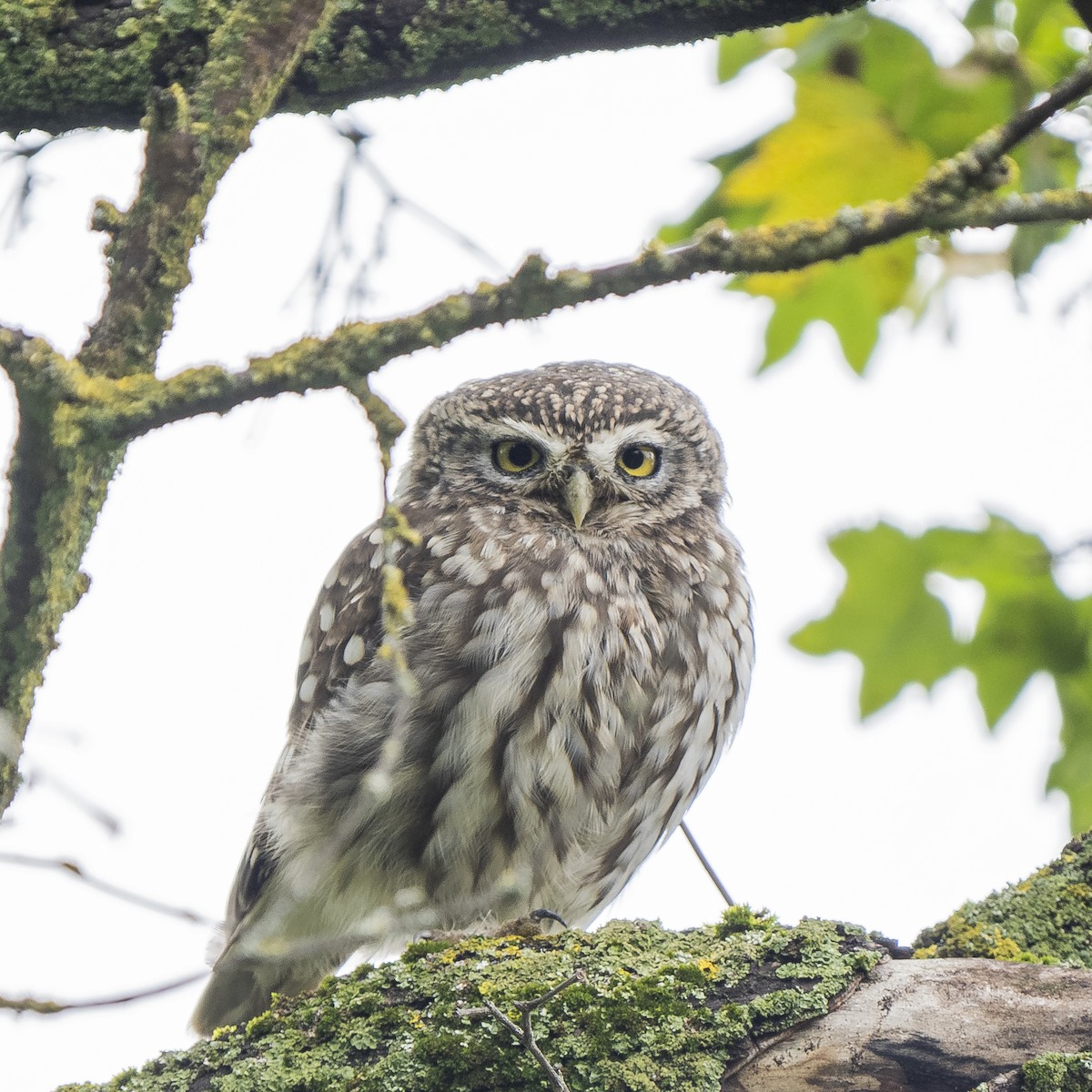 Little Owl - ML624596115