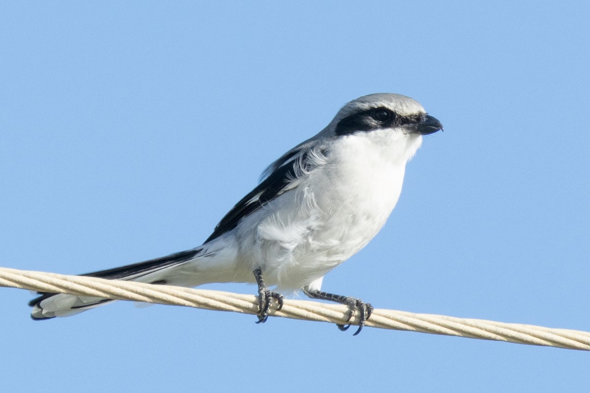 Loggerhead Shrike - ML624596154