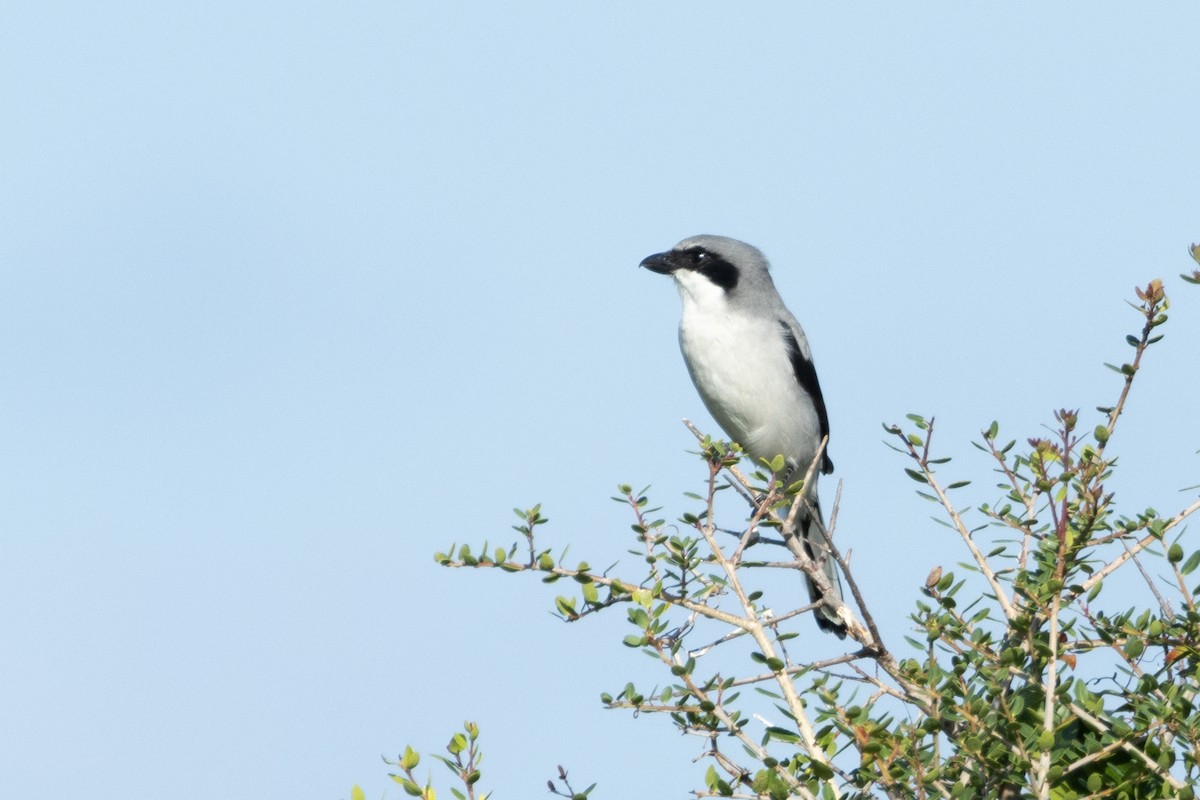 Loggerhead Shrike - ML624596155