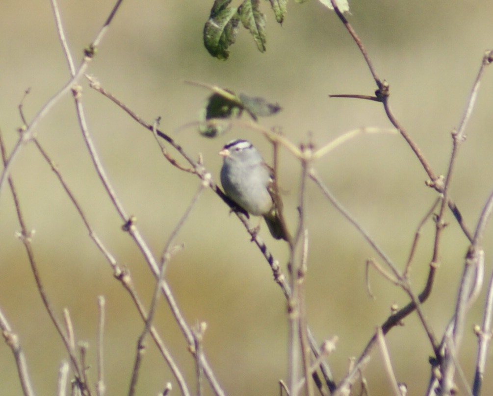 White-crowned Sparrow - ML624596198