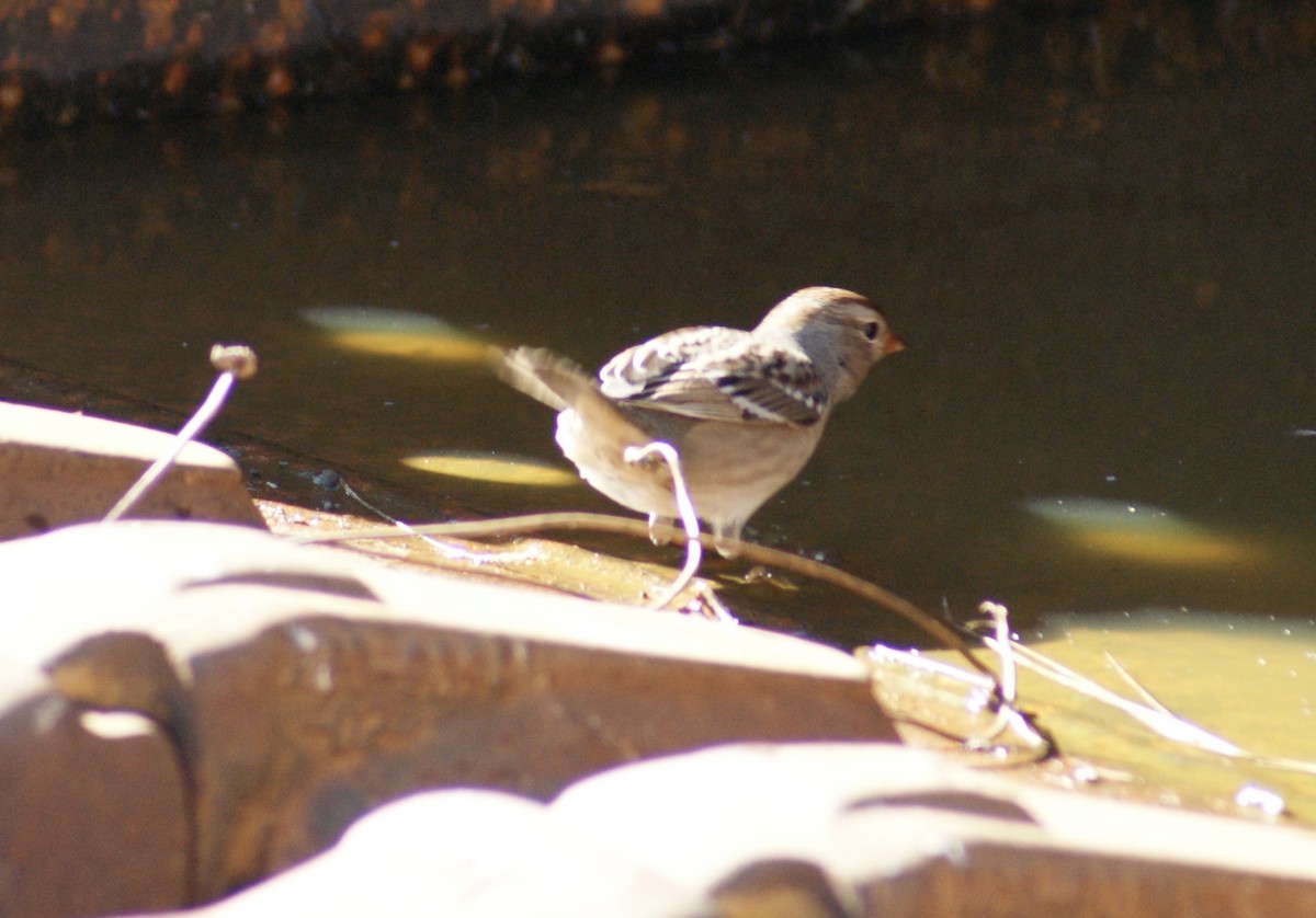 White-crowned Sparrow - ML624596199