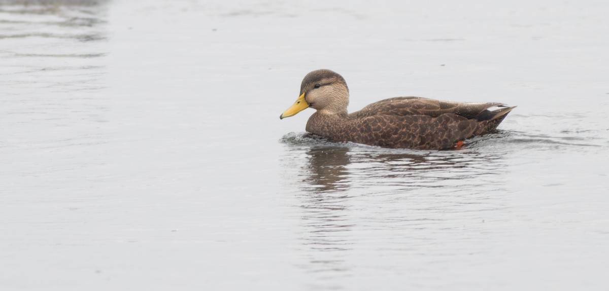 American Black Duck - ML624596308