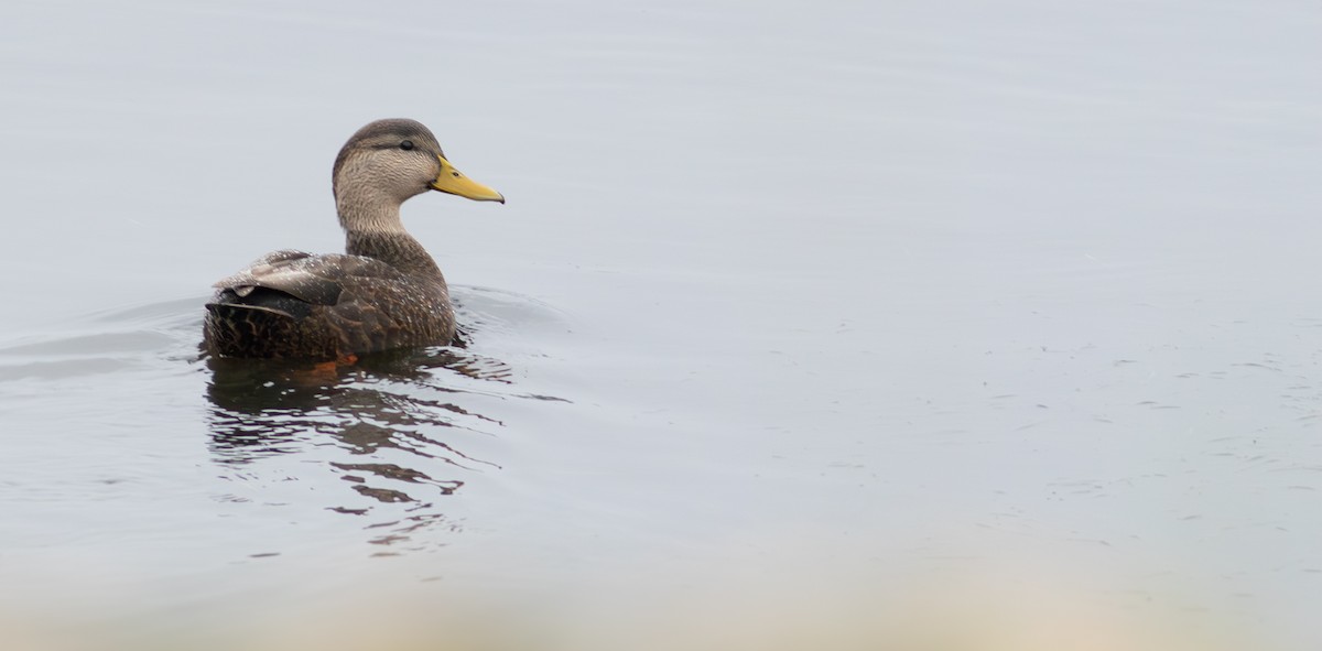 American Black Duck - ML624596310