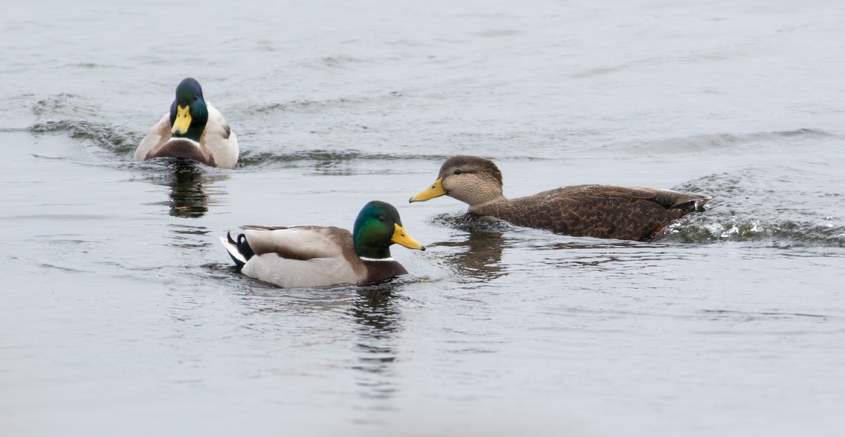 American Black Duck - ML624596311