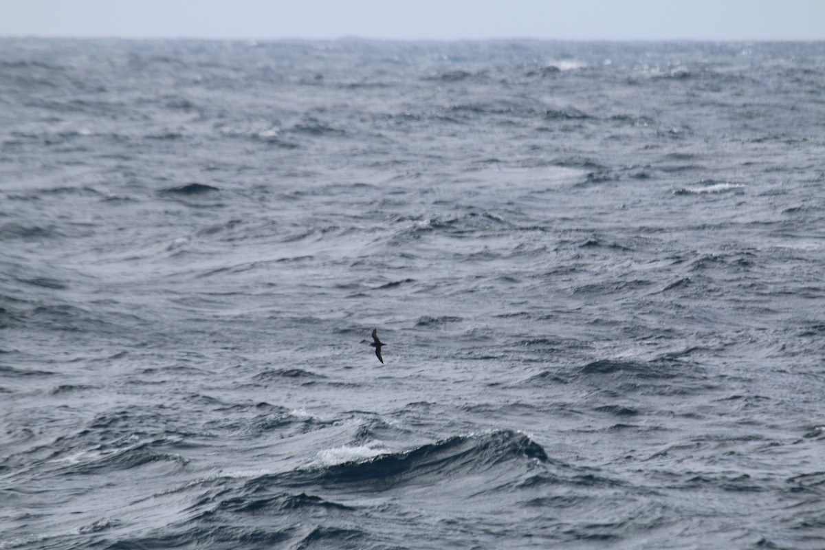 Mottled Petrel - ML624596312