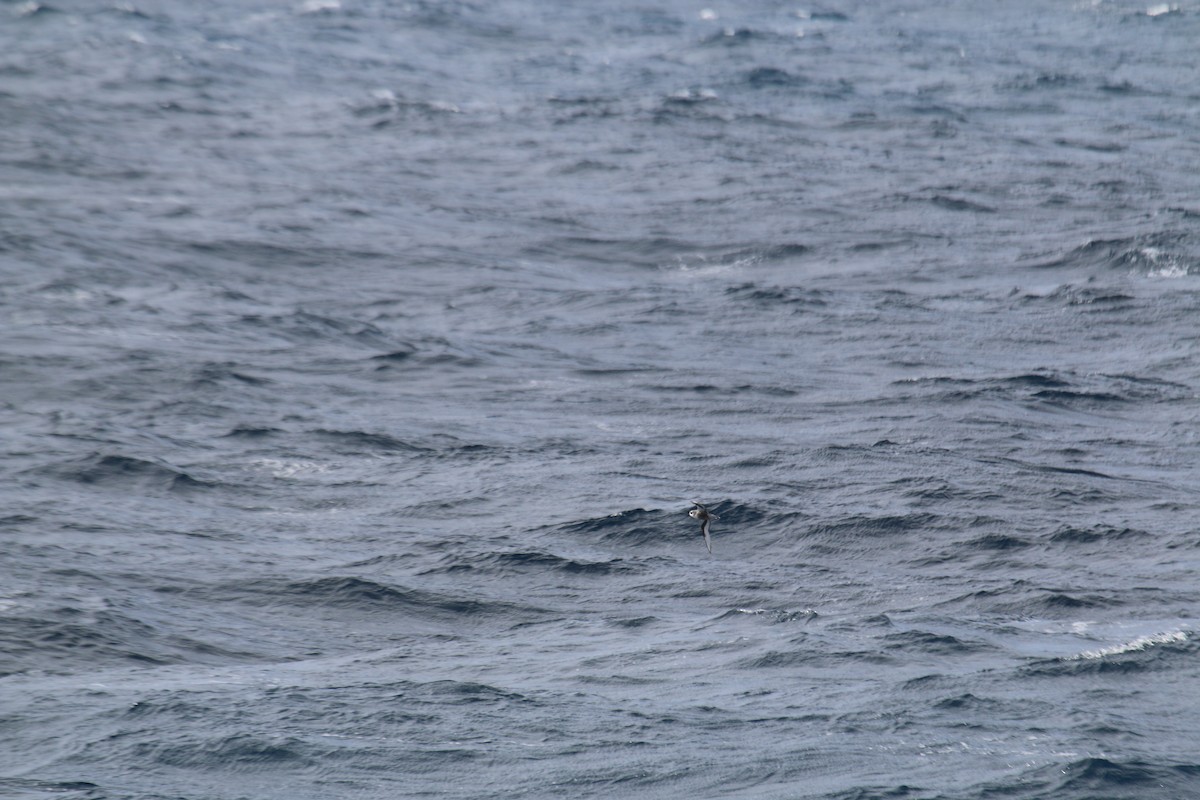 Mottled Petrel - ML624596313