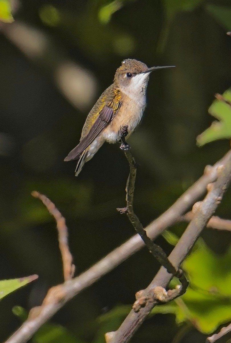 Ruby-throated Hummingbird - ML624596389