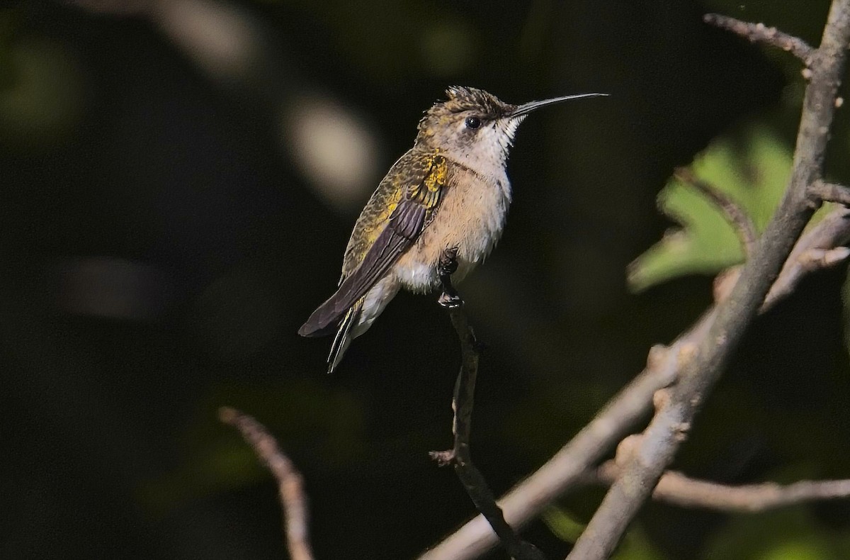Ruby-throated Hummingbird - ML624596390