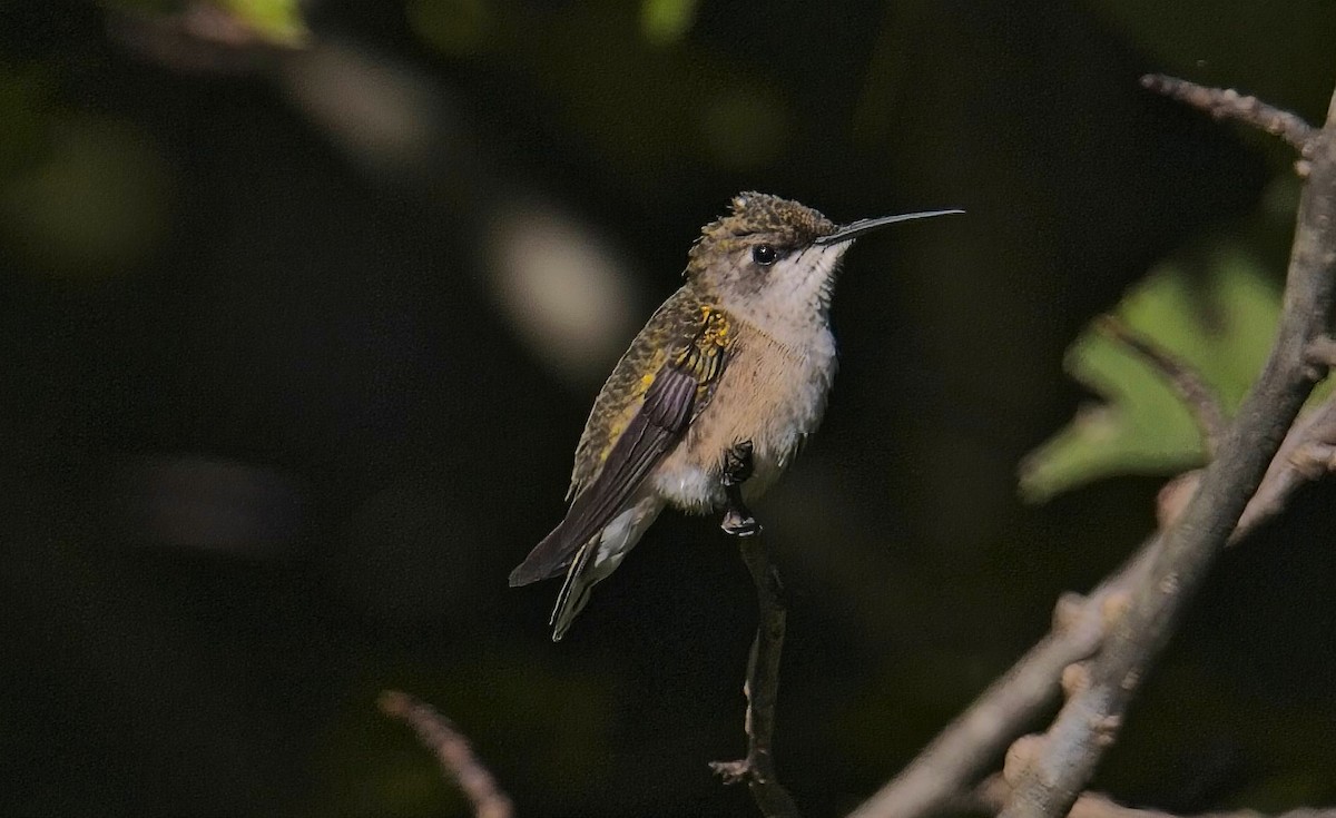 Ruby-throated Hummingbird - ML624596391