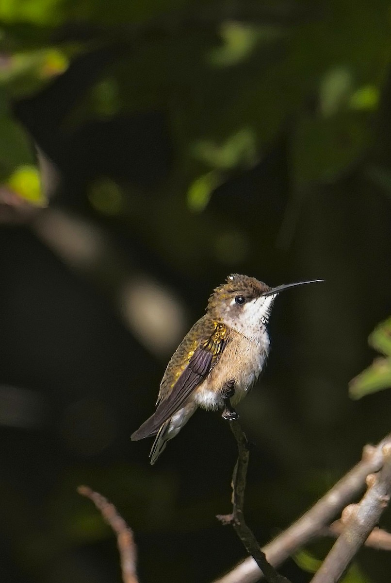 Ruby-throated Hummingbird - ML624596392