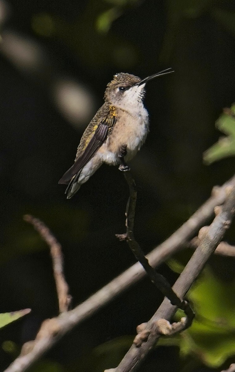 Ruby-throated Hummingbird - ML624596393