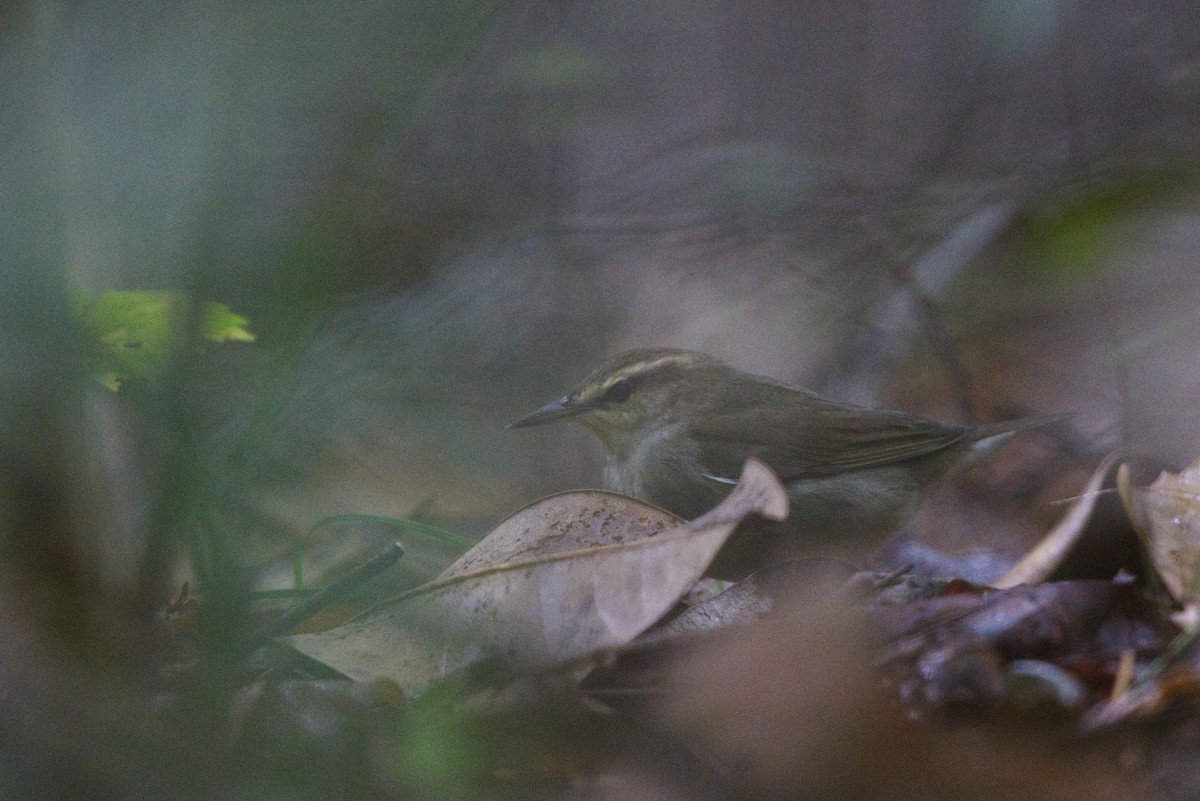 Swainson's Warbler - ML624596583