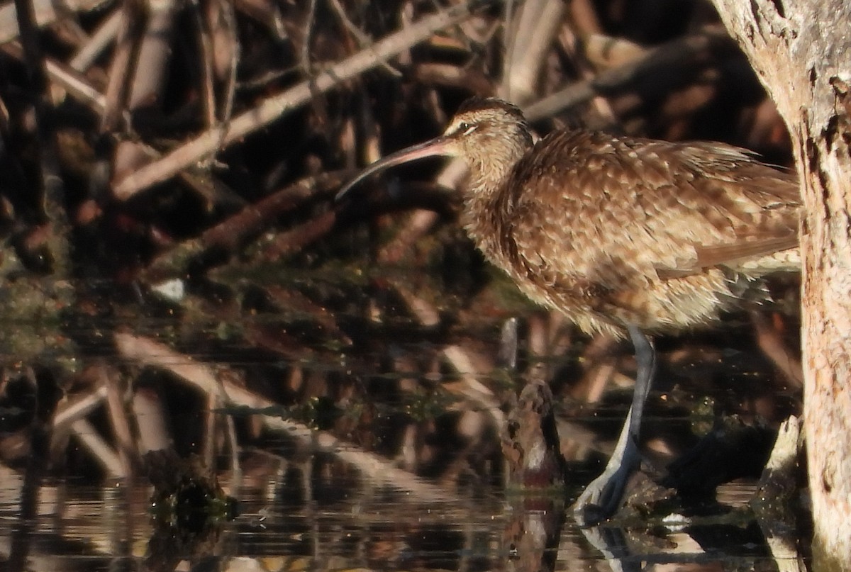 Whimbrel - ML624596672