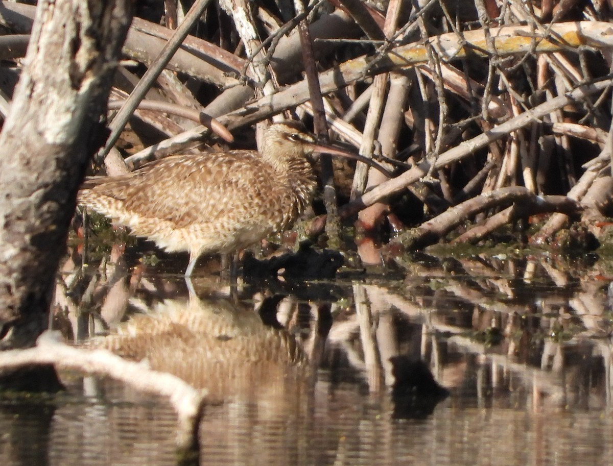 Whimbrel - ML624596673