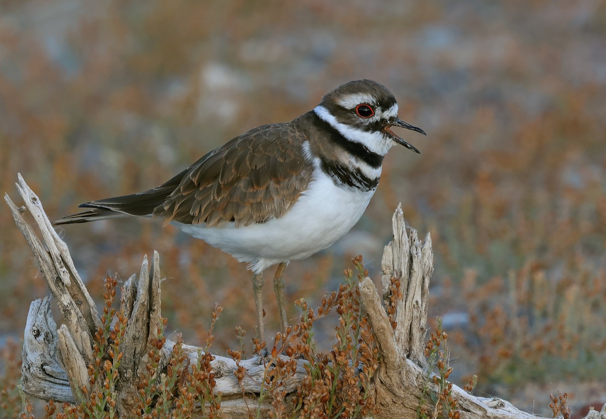 Killdeer - Ad Konings