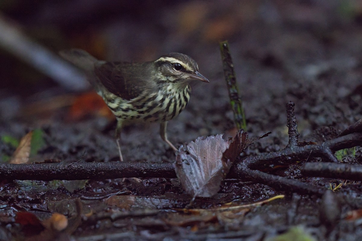 Northern Waterthrush - ML624596705