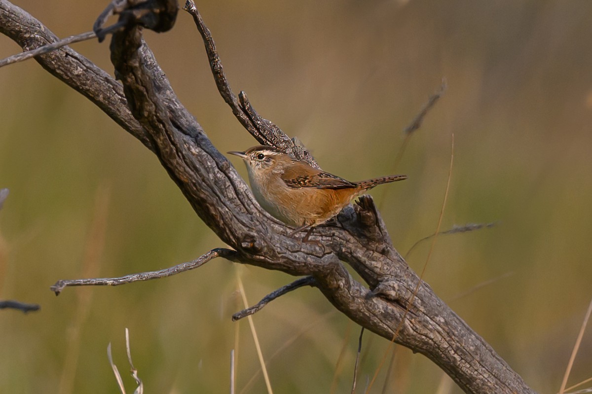Marsh Wren - ML624596852