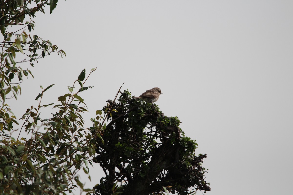 Desert Cisticola - ML624596856