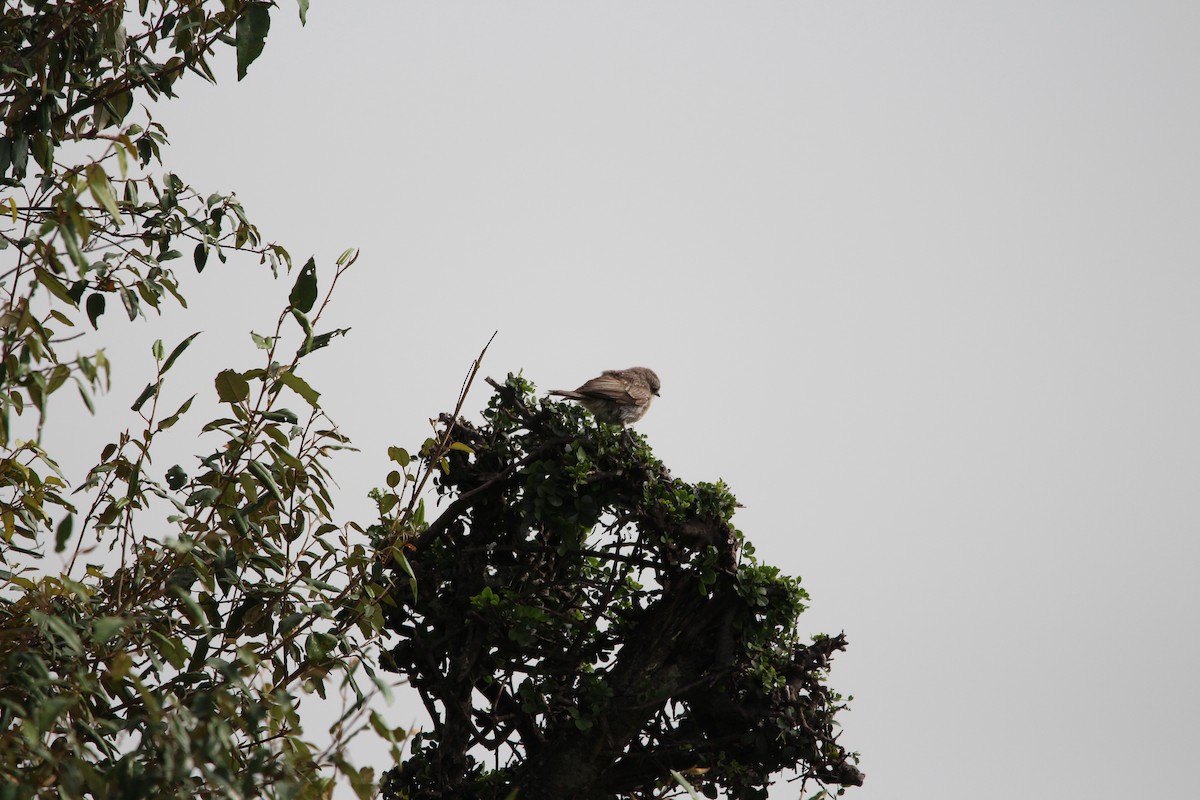 Desert Cisticola - ML624596857