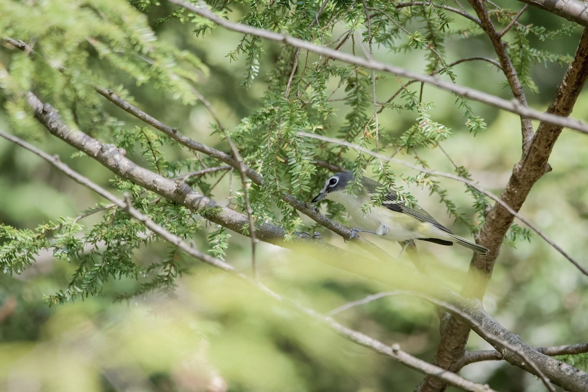 Blue-headed Vireo - ML624596887