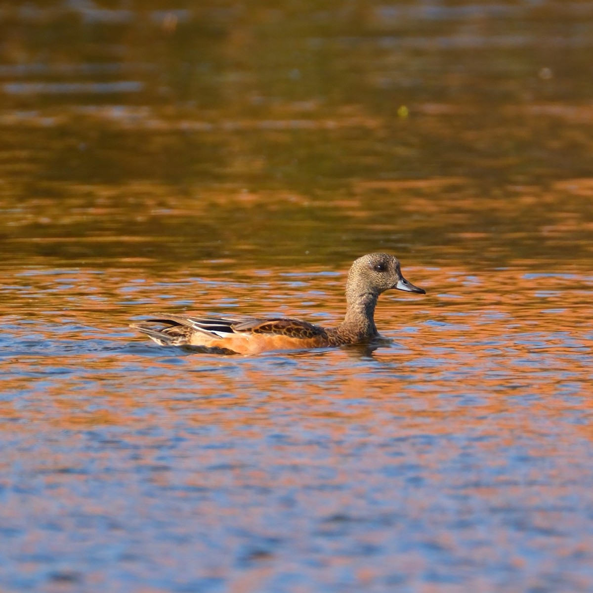 American Wigeon - Andrew Dressel