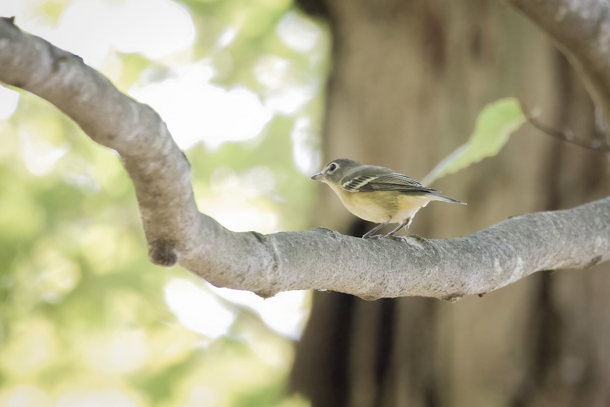Blue-headed Vireo - ML624597069