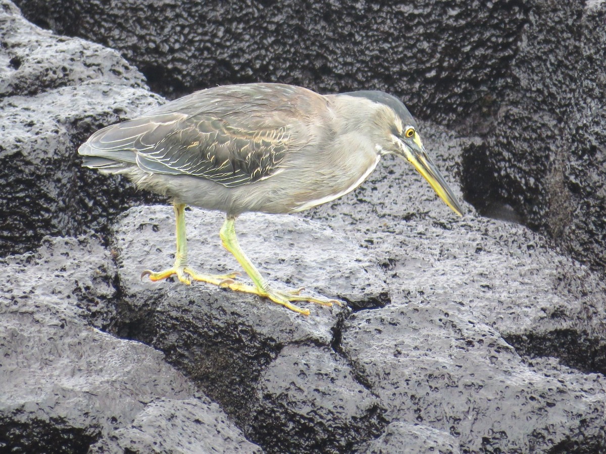 Striated Heron - ML624597077