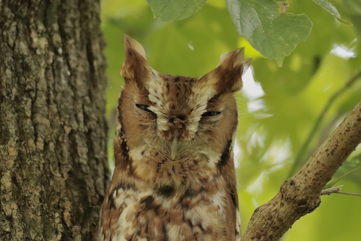 Eastern Screech-Owl - ML624597090