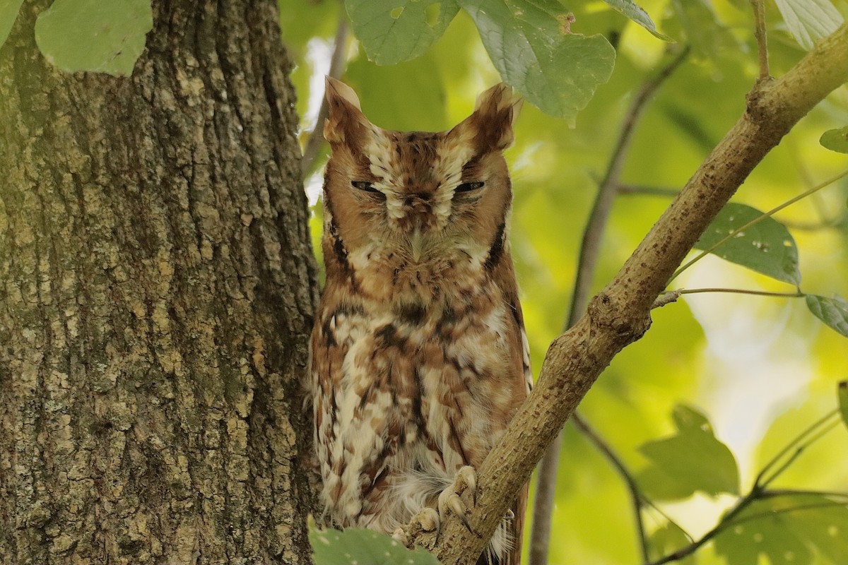 Eastern Screech-Owl - ML624597091