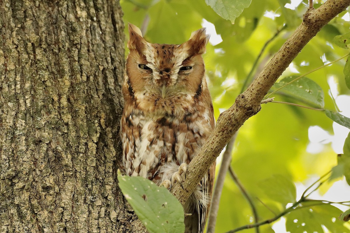 Eastern Screech-Owl - ML624597092