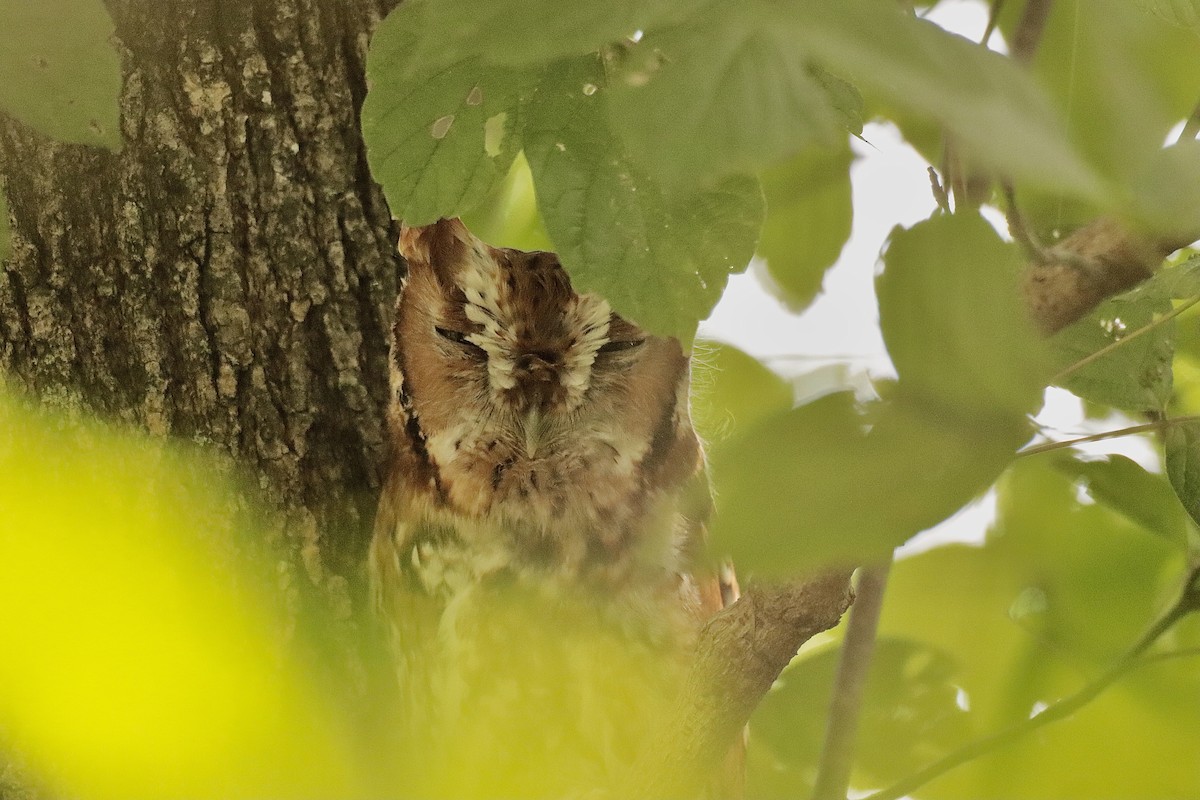 Eastern Screech-Owl - ML624597093