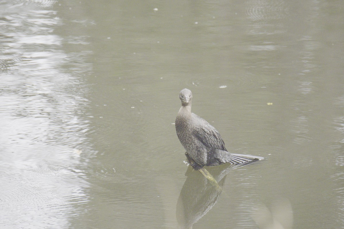 Pygmy Cormorant - ML624597112