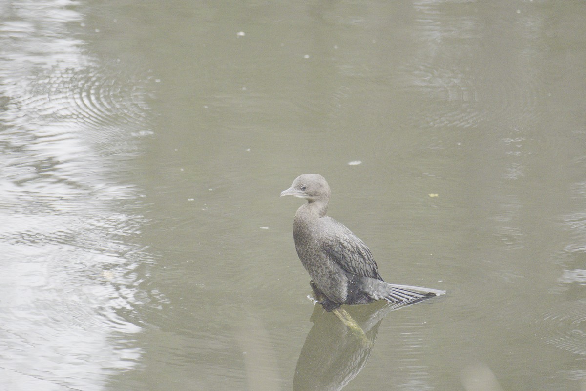 Pygmy Cormorant - ML624597113