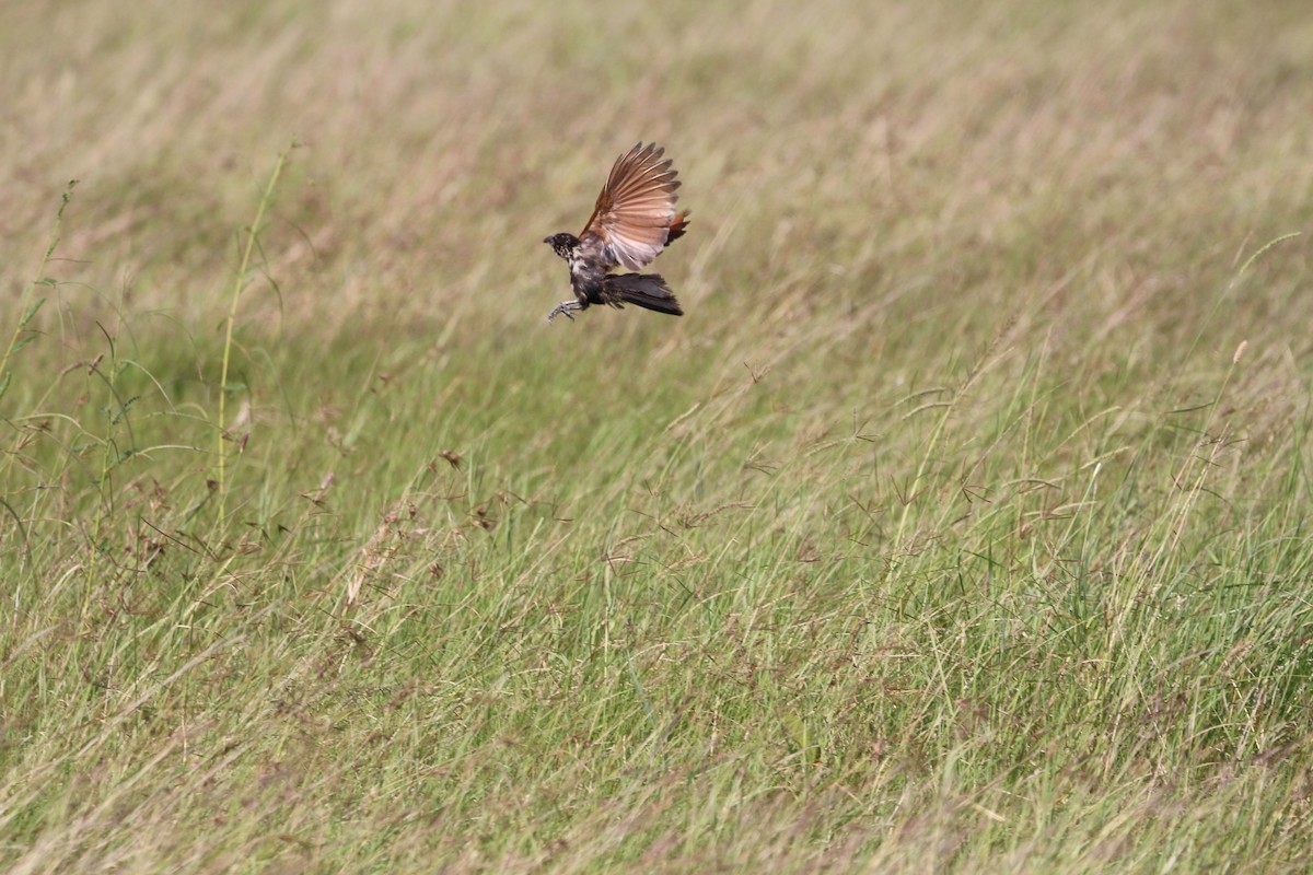 Dideric Cuckoo - ML624597123