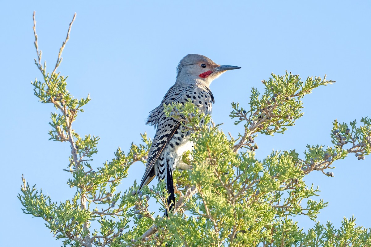 Northern Flicker (Yellow-shafted x Red-shafted) - ML624597124